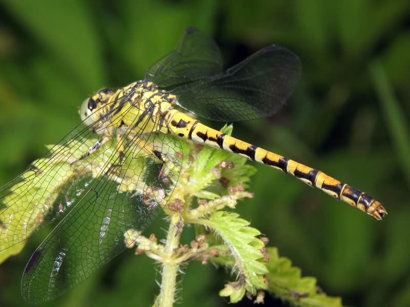 Onychogomphus forcipatus (Linnaeus, 1758)